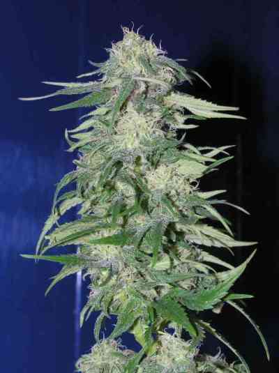 K2 Seed > Homegrown Fantaseeds | Feminized Marijuana   |  Indica